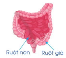 Giải bài 83: Ôn tập về phân số và các phép tính với phân số trang 97, 98, 99 vở bài tập Toán 5 - Cánh diều 4 1