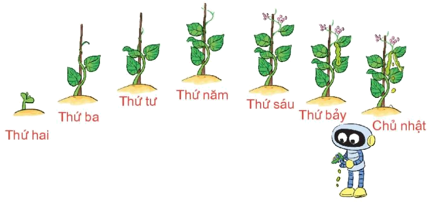 Toán lớp 1 trang 77 bài 35: Ngày trong tuần - SGK Kết nối tri thức 0 1