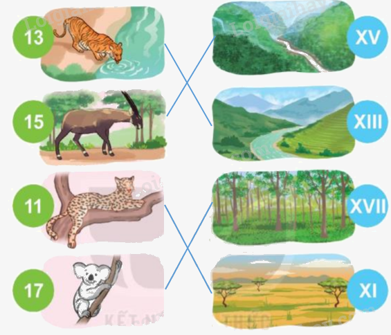 Toán lớp 3 trang 12 - Làm quen với chữ số La Mã - SGK Kết nối tri thức 1 2