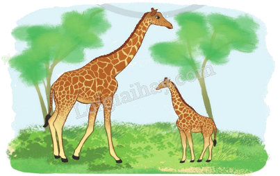 Toán lớp 5 Bài 33. Chia một số thập phân cho Một số tự nhiên - SGK cánh diều 2 1