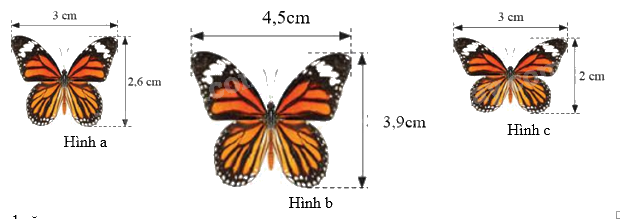 Trắc nghiệm Bài 4: Hai hình đồng dạng Toán 8 Chân trời sáng tạo 0 47